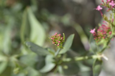 Kırmızı kediotu çiçekleri - Latince adı - Centranthus ruber