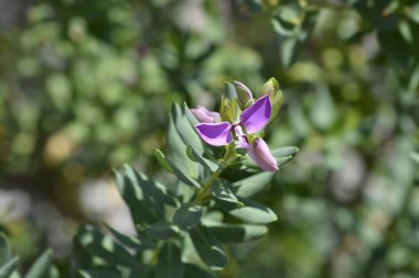 Myrtle-leaf milkwort çiçekleri - Latince adı - Polygala myrtifolia