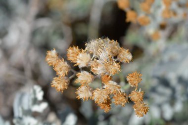 Gümüş turp başları - Latince adı - Jacobaea maritima