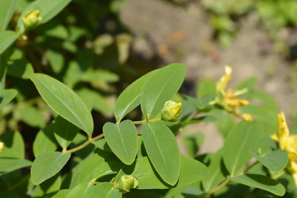 Aarons Beard Flower Bud Latin Name Hypericum Calycinum — Zdjęcie stockowe
