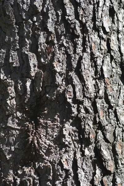 アレッポ松の樹皮の詳細 ラテン語名 ピヌス ヘーペディス — ストック写真