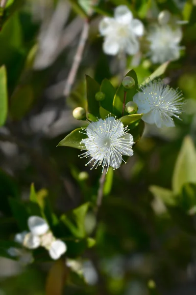 Common Myrtle White Flower Latin Name Myrtus Communis — Stock Photo, Image