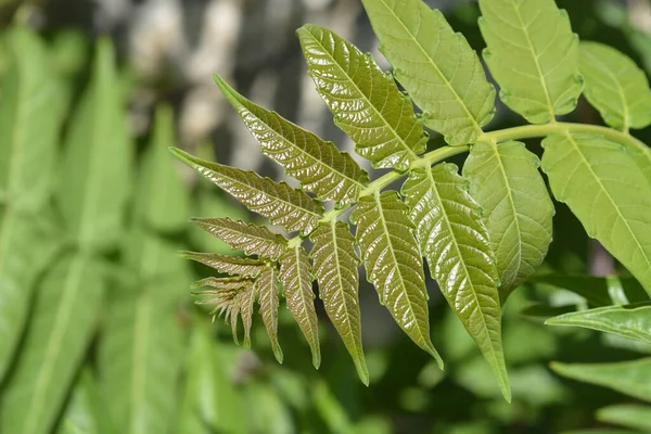 Cennetin yeni yaprakları - Latince adı - Ailanthus altissima