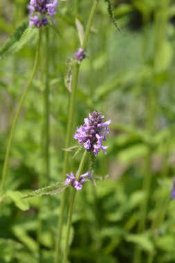 Yaygın çalı çiçekleri - Latince adı - Stachys officinalis