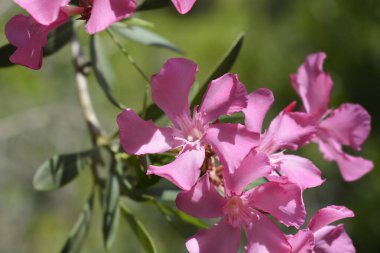 Yaygın bulunan pembe zakkum çiçekleri - Latince adı - Nerium zakkum