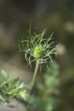 Yabani havuç tomurcuğu - Latince adı - Daucus carota