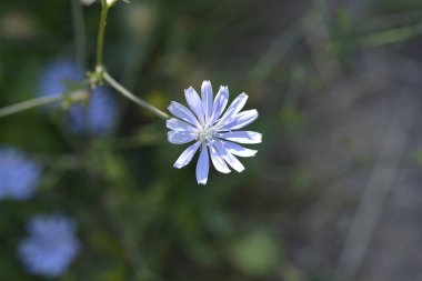 Vahşi hindiba çiçeği - Latince adı - Cichorium intybus