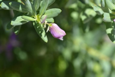 Myrtle-leaf milkwort çiçeği tomurcuğu - Latince adı - poligala myrtifolia