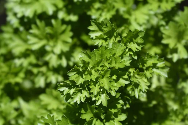 庭の緑の葉 ラテン語名 ペトロセリウム クリスピウム — ストック写真