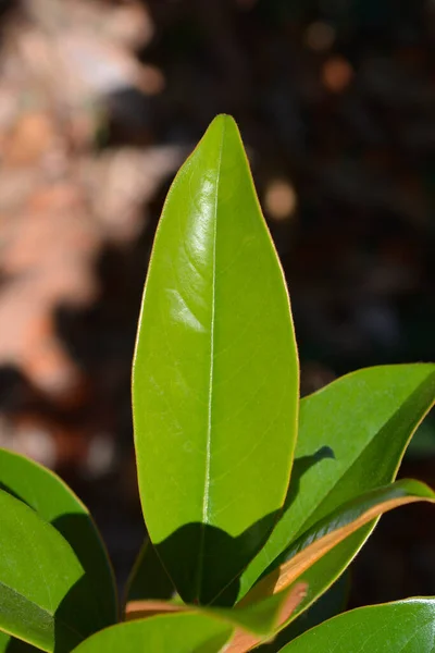 Φύλλα Μανόλιας Λατινική Ονομασία Magnolia Grandiflora — Φωτογραφία Αρχείου