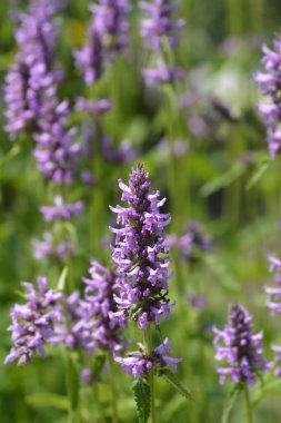 Yaygın çalı çiçekleri - Latince adı - Stachys officinalis