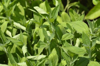 Deams yaprakları ve çiçek tomurcukları - Latince adı - Rudbeckia fulgida var. Deamii.