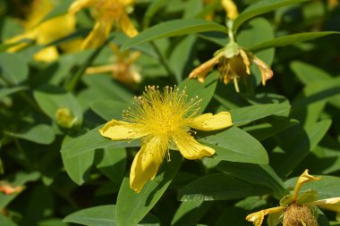 Aarons 'un sakal sarı çiçeği - Latince adı - Hypericum calycinum