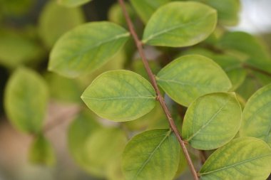 Latince adı Lagerstroemia indica olan yapraklı Pembe Krep mersin dalı