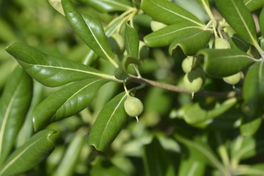 Meyveli Sahte Portakal dalı - Latince adı - Pittosporum tobira