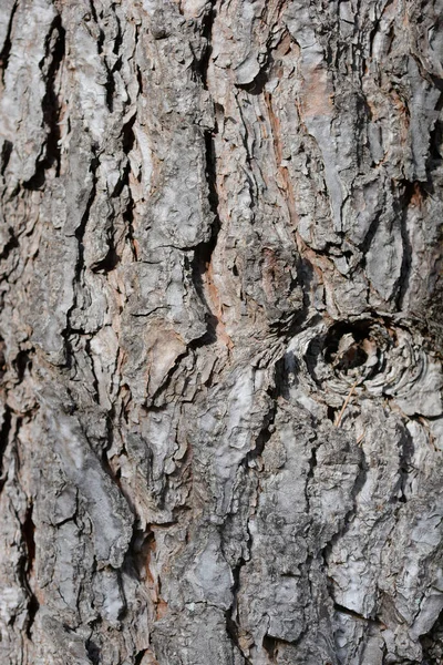 Italian Stone Pine Bark Detail Latin Name Pinus Pinea — Stock Photo, Image
