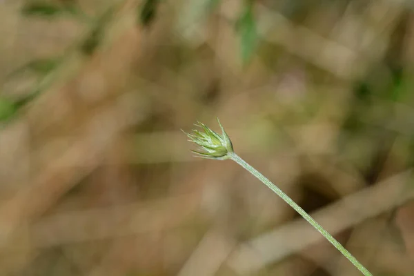 Bitumen Trefoil Flower Bud Λατινική Ονομασία Bituminaria Bituminosa — Φωτογραφία Αρχείου
