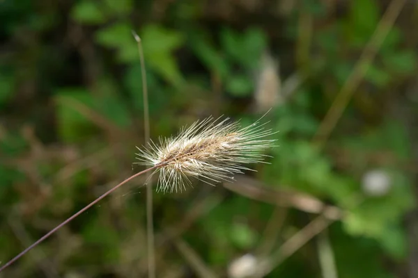 Bristly Dogstail Grass Latinský Název Cynosurus Echinatus — Stock fotografie
