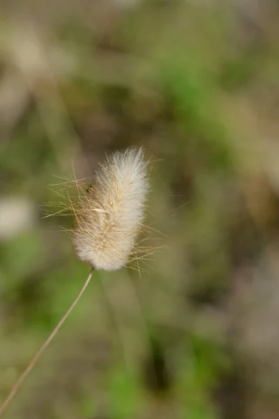 Hares Tail Grass Λατινική Ονομασία Lagurus Ovatus — Φωτογραφία Αρχείου