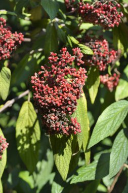 Kırışık viburyum yaprakları ve meyve - Latince adı Viburnum rhyridophyllum