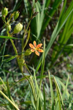 Blackberry zambak tohumu kapsülleri ve çiçek - Latince adı - Iris domestica