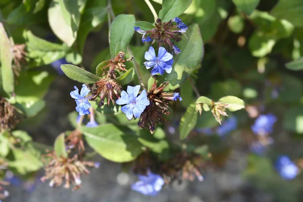 stock image Blue Leadwort flowers - Latin name - Ceratostigma plumbaginoides
