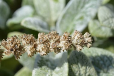 Kuzuların kulakları Gümüş Halı tohumları Latince adı Stachys Bizans Gümüş Halı