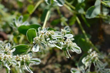 Dağdaki kar çiçekleri ve çeşitli yapraklar - Latince adı - Euphorbia marginata