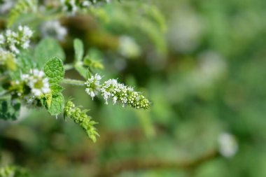 Ananas nane çiçeği - Latince adı - Mentha suaveolens