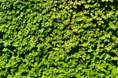 Babys tears leaves - Latin name - Soleirolia soleirolii