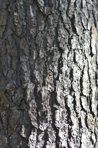 Aleppo松树树皮细节 拉丁文名称 Pinus Halepensis — 图库照片