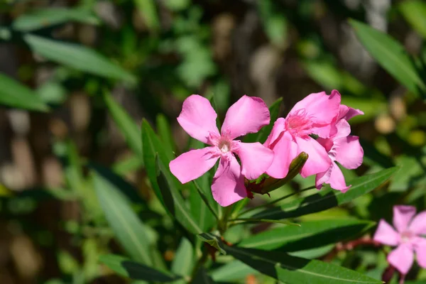 Yhteinen Oleanteri Vaaleanpunaisia Kukkia Latinankielinen Nimi Nerium Oleander — kuvapankkivalokuva