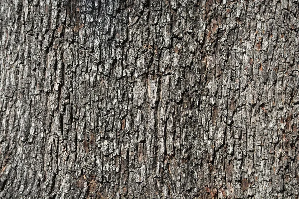 Evergreen Eiken Schors Detail Latijnse Naam Quercus Ilex — Stockfoto