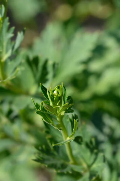 Variegated Monkshood Flower Bud Latin Name Aconitum Variegatum — Stock Photo, Image