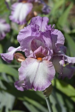 Uzun sakallı iris Vals yapan prenses - Latince adı Iris barbata elatior vals yapan prenses