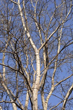 White poplar tree in the winter - Latin name - Populus alba