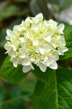 Fransız ortanca beyaz çiçekleri Latince adı Hydrangea makrophylla Sonsuz Yaz Gelini