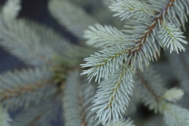 Colorado Mavi ladin Bebek Mavi şubesi - Latince adı - Picea pungens Baby Blue