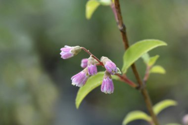 Çiçek tomurcuklu Deutzia Mont Rose şubesi Latince adı Deutzia x melez Mont Rose