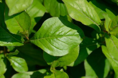Mavi Leadwort yaprakları - Latince adı - Ceratostigma plumbaginoides