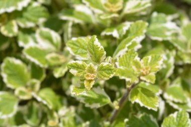 İsveç sarmaşığı Marginatus yaprakları - Latince adı - Plectranthus for stermarginatus