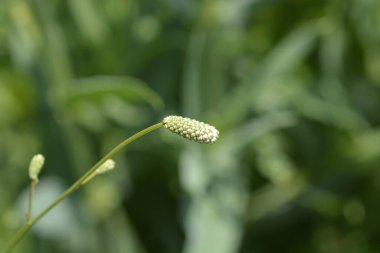Beyaz Doğu Burnet çiçek tomurcukları - Latince adı - Sanguisorba tenuifolia Alba