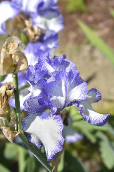 Uzun Sakallı Iris Mavi Staccato Çiçeği Latince Adı Iris Barbata — Stok fotoğraf