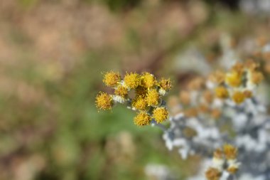 Gümüş turp sarı çiçekleri - Latince adı - Jacobaea maritima