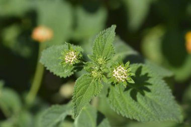 Turuncu ve sarı verbena çiçeği tomurcukları - Latince adı - Lantana camara