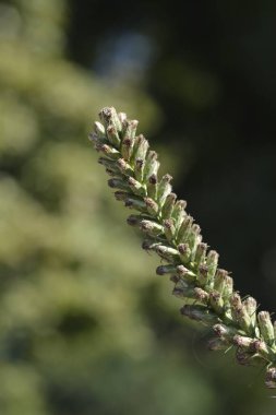 Zarif parlak yıldız başı - Latince adı - Liatris elegans