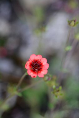 Cinquefoil Roxana çiçeği - Latince adı - Potentilla nepalensis Roxana