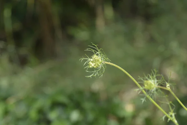 野生のニンジンの花の芽 ラテン名 Daucus Carota — ストック写真