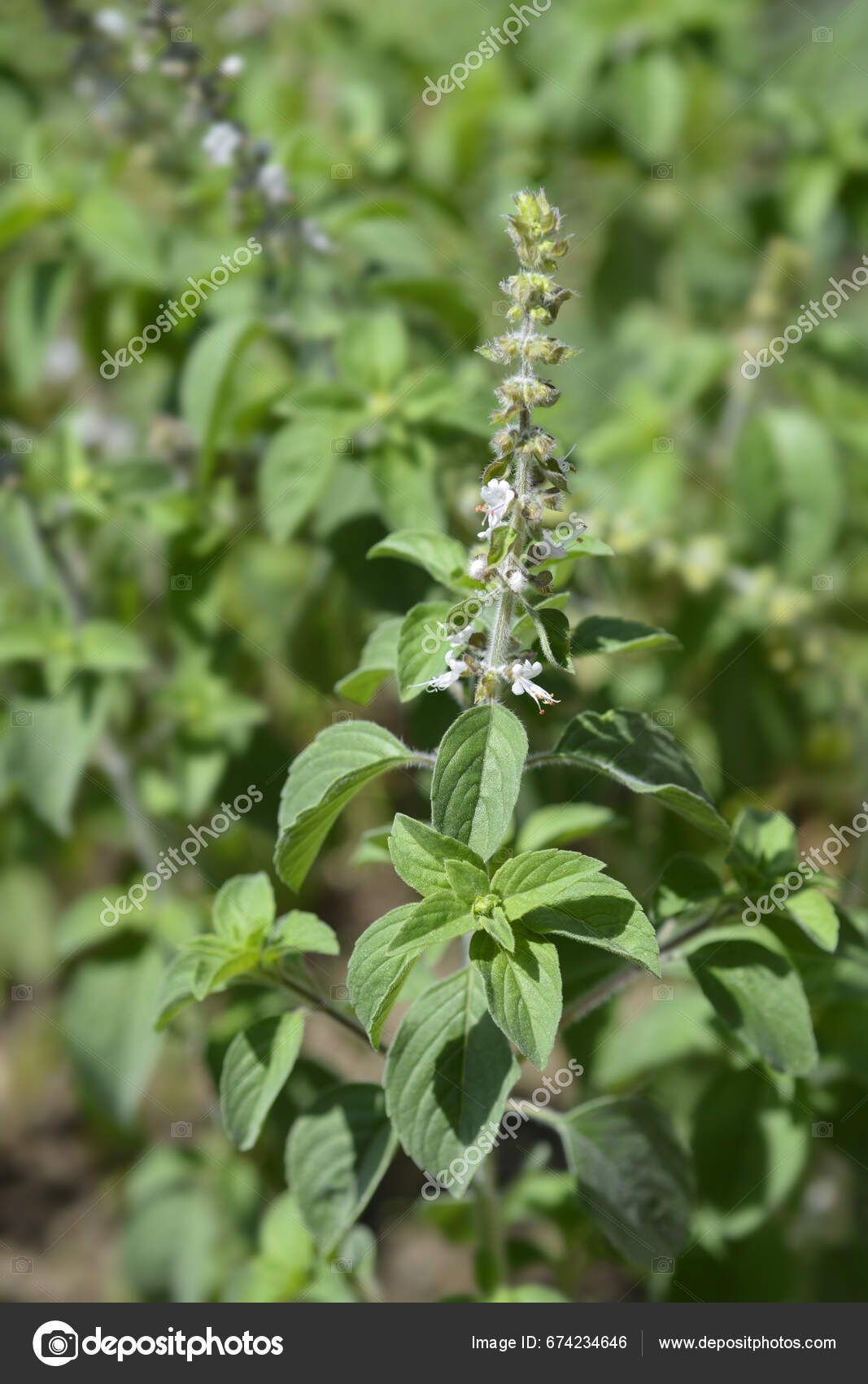 Camphor Basil Leaves Flowers Latin Name Ocimum Kilimandscharicum