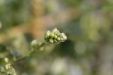 Sürünen Mavi Çiçek tomurcuğu - Latince adı - Ceanothus thyrsiflorus var. Pişmanlık